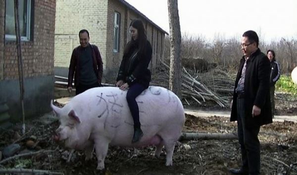 Дефицит свинины заставляет китайцев выращивать свиней крупнее белого медведя