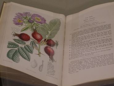 Ботаническая иллюстрация: наука памяти