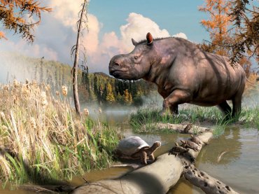 По территории Канады бродили древние носороги