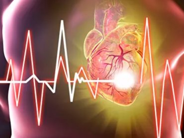 Исследователи ИТЭБ РАН выяснили, как развиваются сердечные заболевания